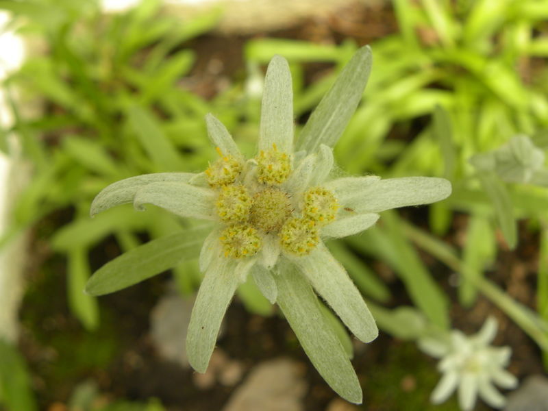 File:Leontopodium Alpinum.JPG