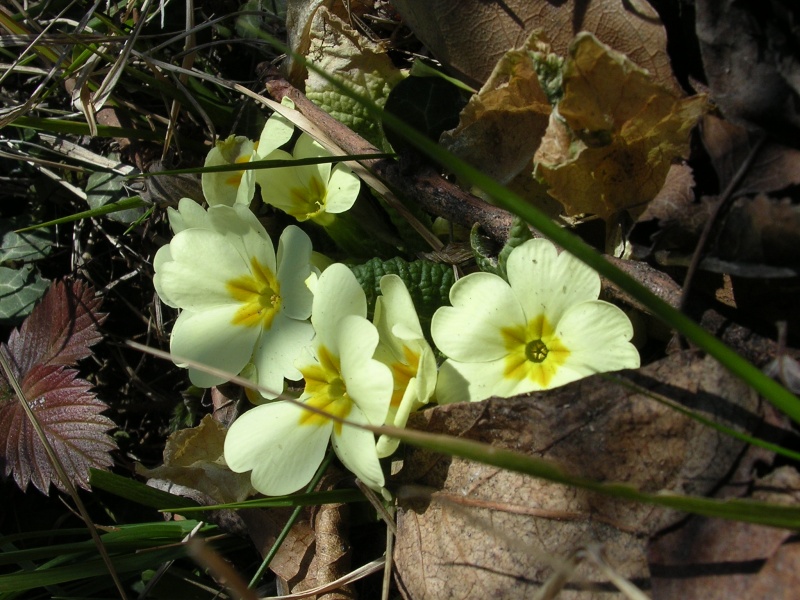 File:Primula vulgaris (3).JPG