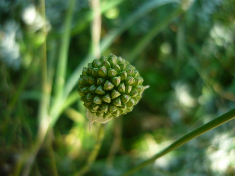 File:Allium spha.JPG