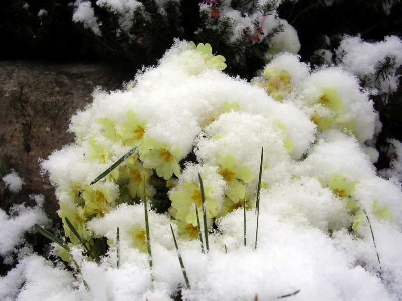 File:Primula vulgaris (10).jpg