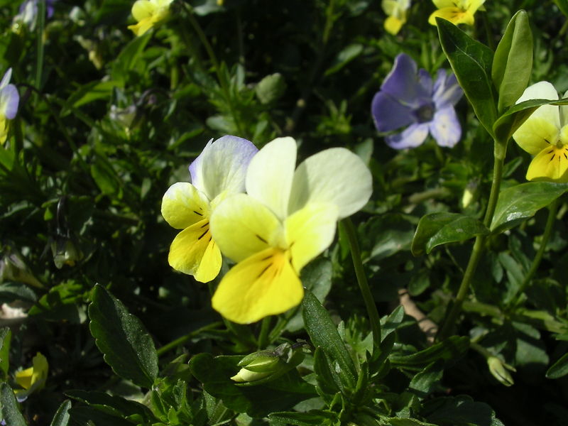 File:Viola Tricolor (2).JPG