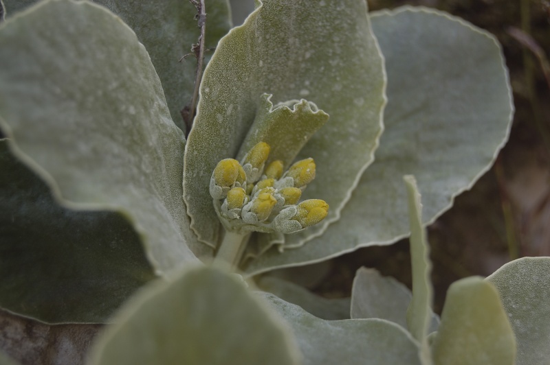 File:Primula auricola2.JPG