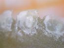 Saxifraga crustata foglia 3.jpg