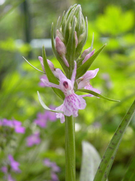 File:Orchis maculata (3).jpg