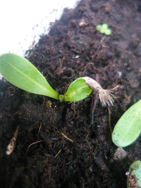 Germogli di Centaurea scabiosa: il seme è rimasto "incastrato" sulla nuova fogliolina!