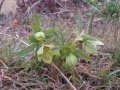 Helleborus viridis.JPG