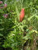 Lilium Bulbiferum (10).jpg