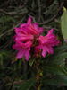 Rododendrum Ferrugineum.jpg