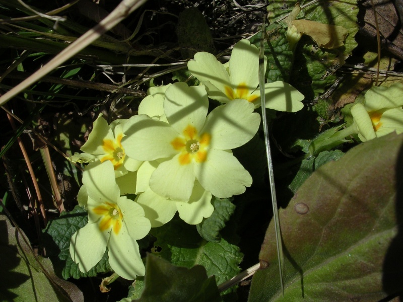 File:Primula vulgaris (4).JPG