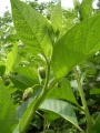 Atropa belladonna (1).jpg