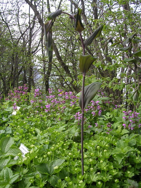 File:Polygonatum Grandiflora (2).jpg