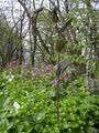 Polygonatum Grandiflora (2).jpg