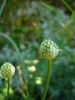 Allium carinatum1.JPG