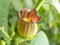 Atropa belladonna (6).JPG