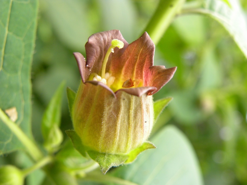 File:Atropa belladonna (6).JPG